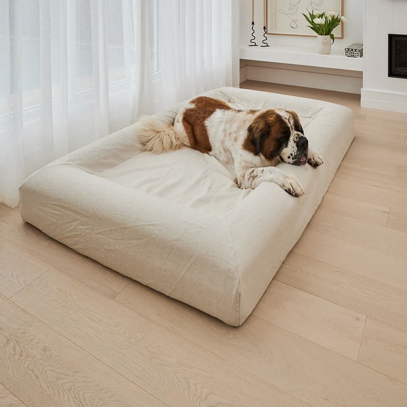 A Saint Bernard dog lays on a large white pet couch/bed from Barney pet collection against a beige floor and white curtains.