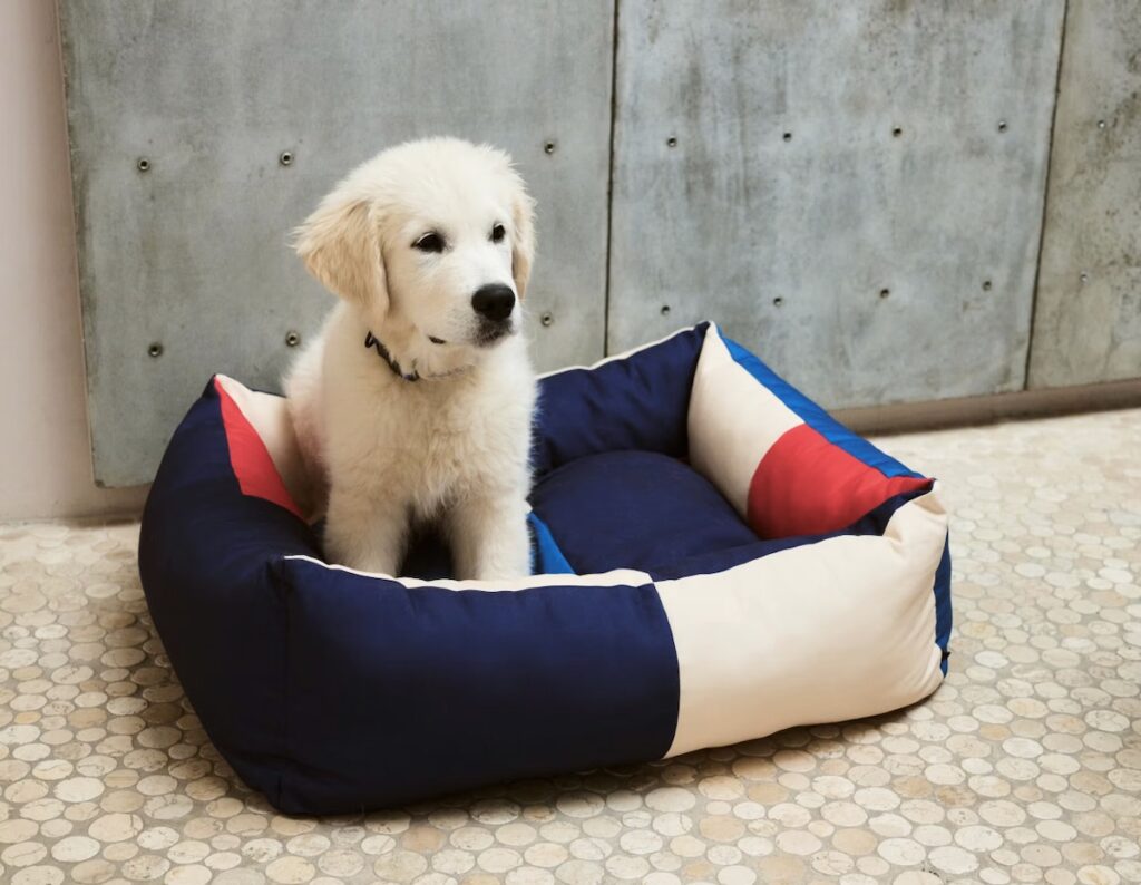 A small white lab dog sits in a blue, white, and red graphic pet bed from HAYS dogs.