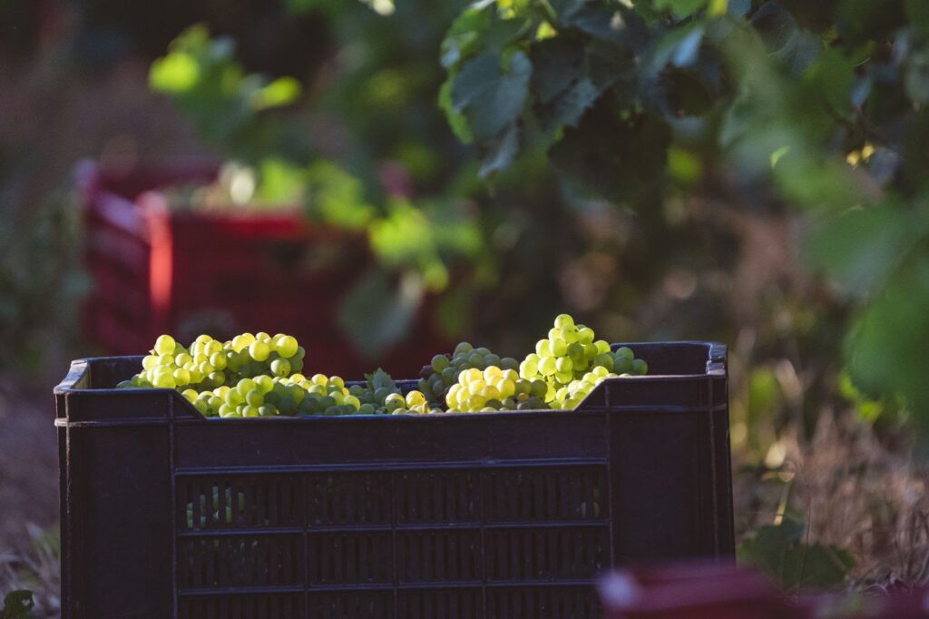 A box of green wine grapes sits in the soil of a vineyard in South Africa.