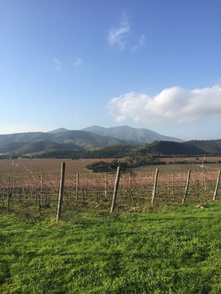Matetic vineyards in Chile shows a travel destination view of the green vineyards in front of the mountainscapes.