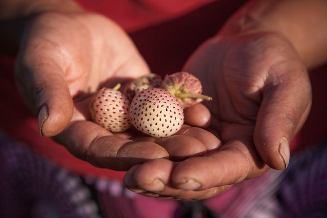 A person holds four white strawberries in their hands.