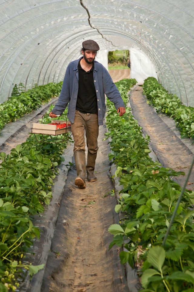 A man carries a basket through green strawberry plants in a greenhouse where the origins of the strawberry began.