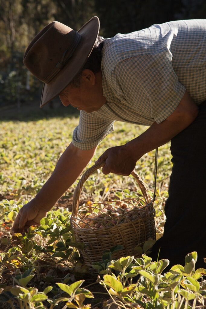 A man picks strawberries in a field in the city where the origins of strawberries began, holding a basket in his other hand.