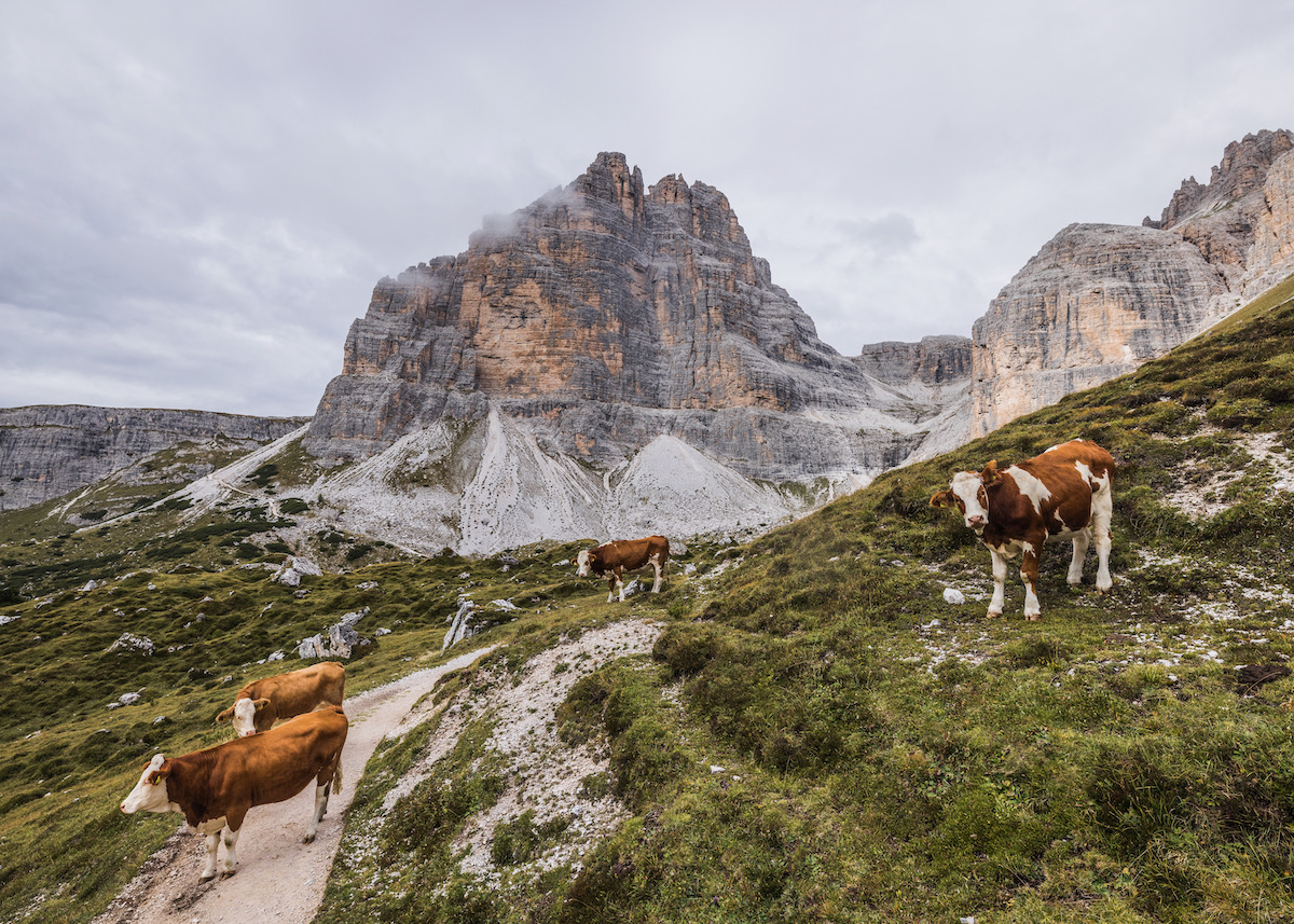 The Dolomites mountain range with two brown cows on a cloudy day