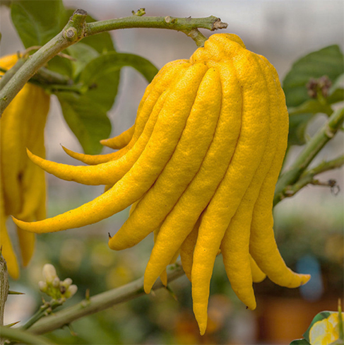 Yellow Buddha's hand on a tree