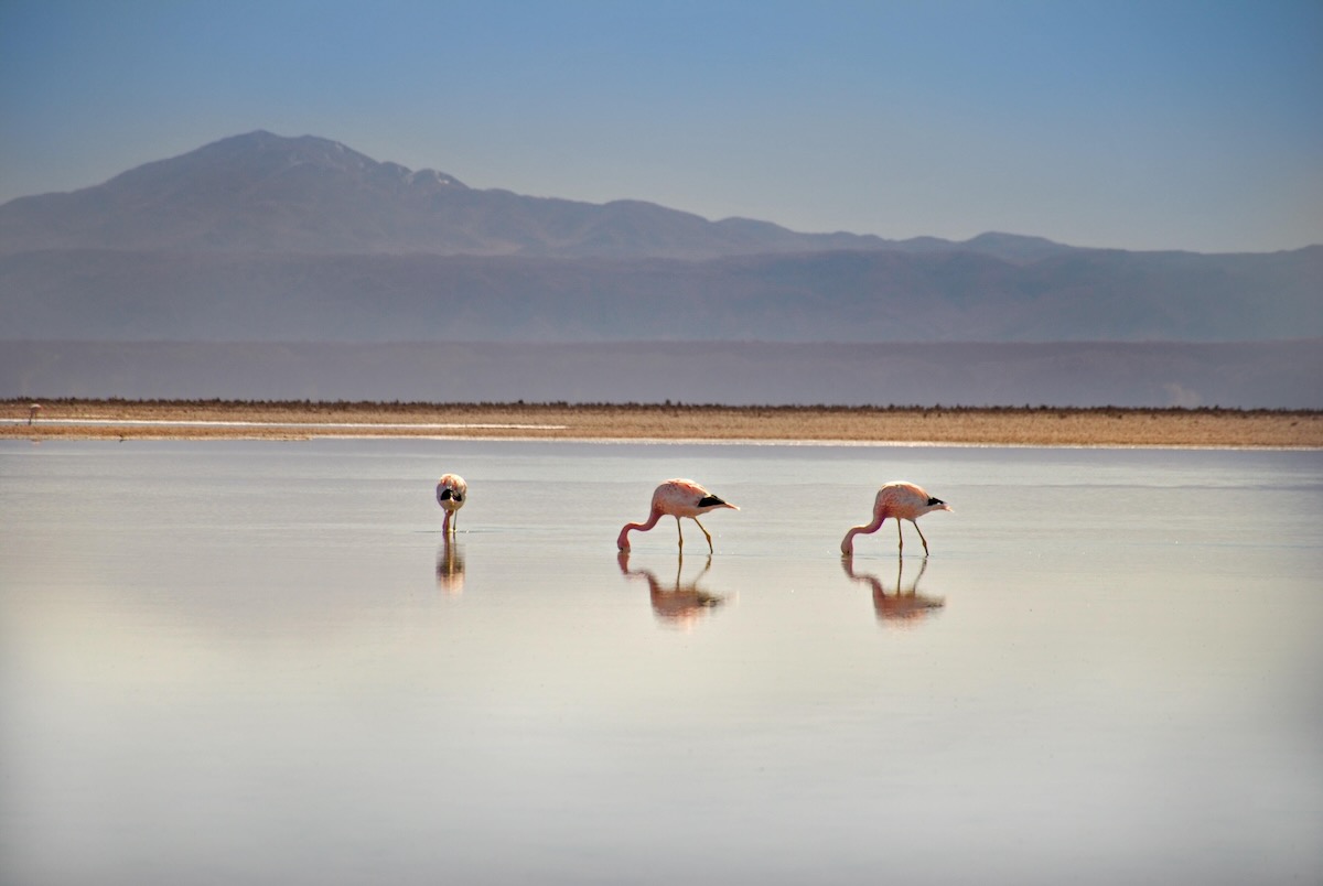 The Atacama desert in Chile, with three flamingoes eating in a desert of sand as a mountain overlooks it.